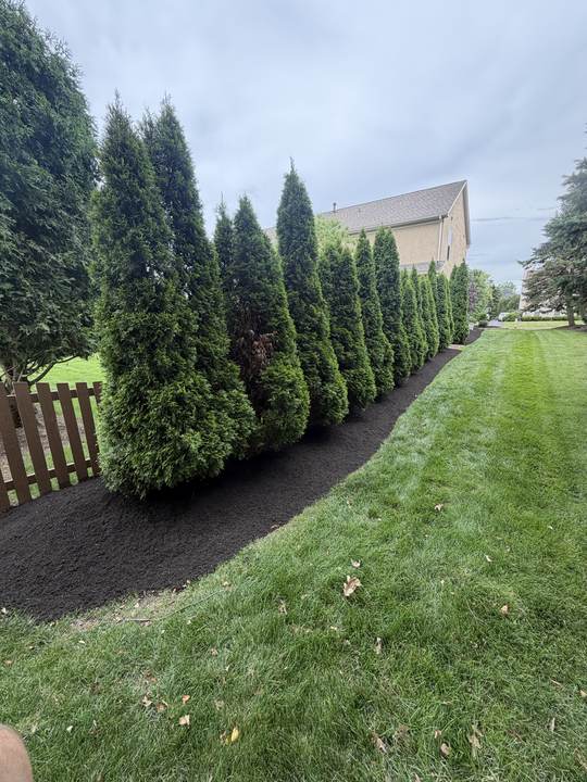 Fresh mulch under a row of arborvitae along a fence
