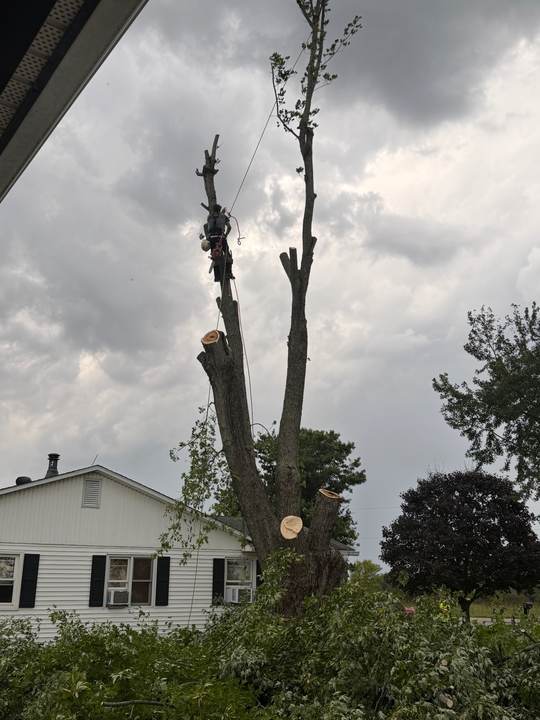 Climber in a harness taking a tall tree down in sections